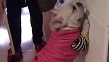 法斗做错事主动撅起PP挨打