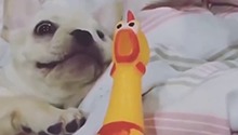 萌宠掉进了醋坛子