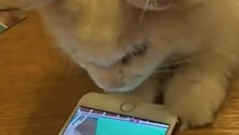 猫：哎呀，哪里来的妖怪！