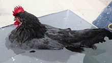 把鸡放进水里会发生什么？