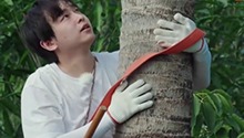 彭昱畅再次挑战爬高树摘椰子