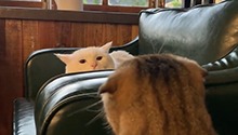 逆转猫世界——不要去理解我
