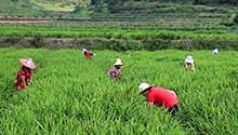 湖南：推进全面脱贫与乡村振兴有效衔接