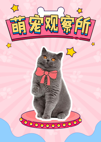 萌宠观察所