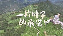 一片叶子的承诺