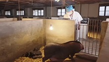 这头猪100万我都不卖