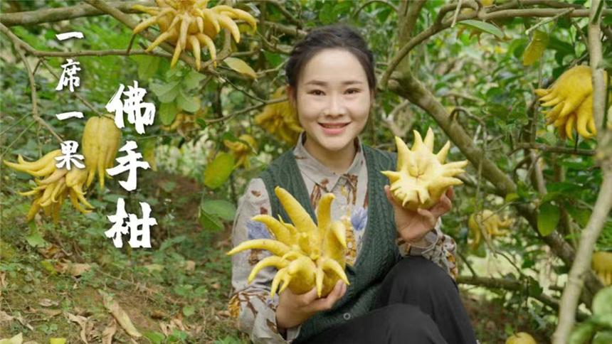 【滇西小哥】一席一果（二十二）——佛手柑：形似佛手，味美甘醇。既能止咳又能观赏的宝藏水果