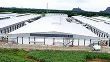 中国东盟携手推动食用菌产业高质量发展
