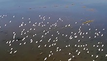 沅江：观鸟正当时