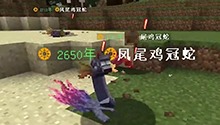 击杀凤尾鸡冠蛇
