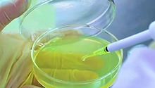 怎么提取内部微生物？