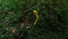 鉴别真菌的新物种是不是更难？