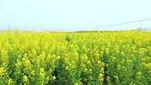 五彩色油菜花和普通油菜花有什么不同？